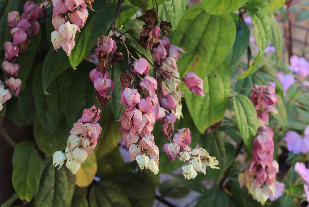POUSADA PÉ NA AREIA – PARATY