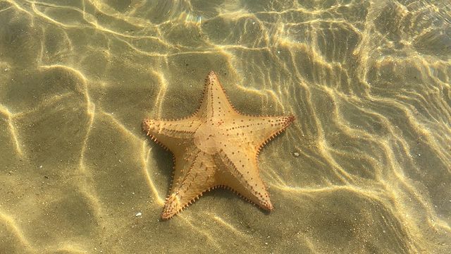 LANCHA TAXI PARATY - Saco do Mamangua 